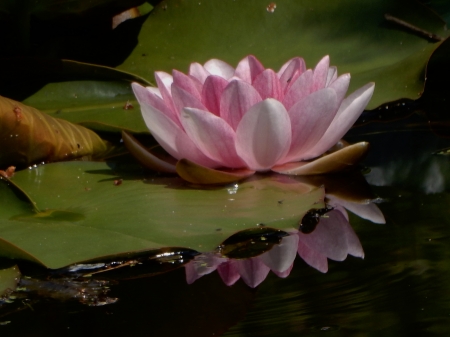 Water Lily Reflection