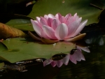 Water Lily Reflection