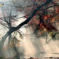 mystical foggy forest