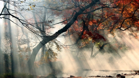 mystical foggy forest - river, fog, mystical, autumn, forest