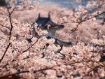 Cherry Blossoms