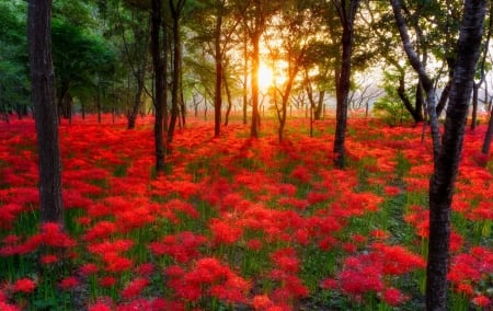 Beautiful Sunset - Trees, Sunset, Nature, Flowers