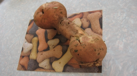 Bone Shaped -Sweet potato - bone shaped, homegrown, orange, sweet potato