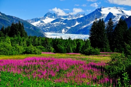 Mountainscape - snowy, peak, alaska, meadow, landscape, wildflowers, hills, grass, trees, mountain