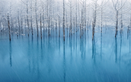 Winter Time - lake, winter, tree, nature, snow