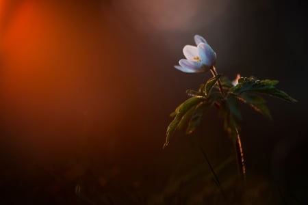 Beauty - bloom, flower, petals, nature