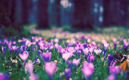 Beauties - bloom, flowers, nature, pink