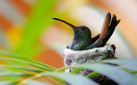 Hummingbird - bird, nest, Hummingbird, nature