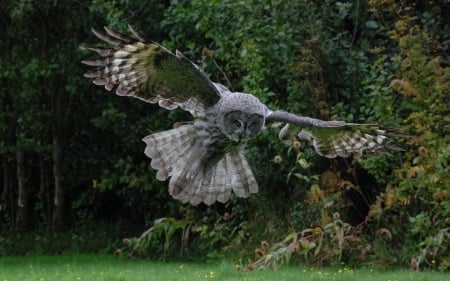 Owl - owl, bird, animal, wings