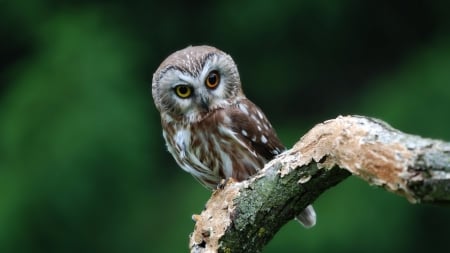 Owl - owl, bird, branch, animal