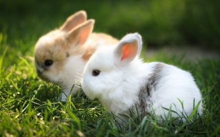 Cute Rabbits - cute, rabbit, grass, animal