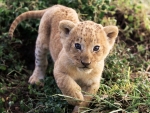 Baby Lion