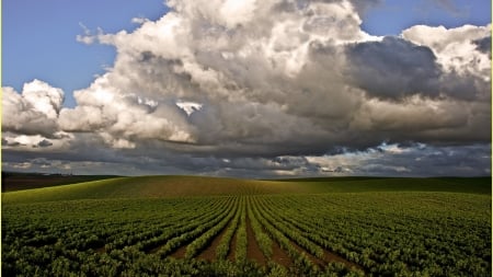 clouds over fields of vegetable rows - fields, sky, clouds, vegetables, rows