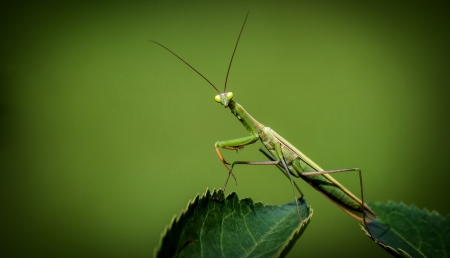 Mantis Religiosa