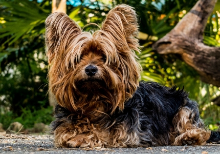 Cute Dog - nature, brown, small, cute, dog, animals