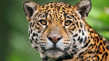 Leopard - leopard, spots, wild cat, pattern, cat, animals