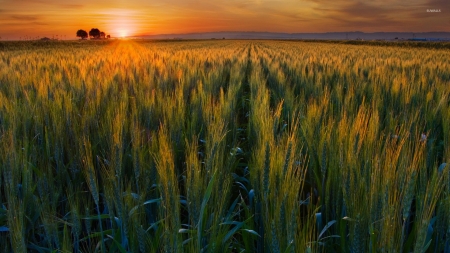 Sunset in the field - nature, glow, wheat, warm, grain, field, sunset, grass