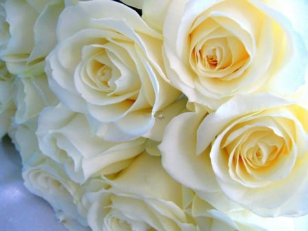 White Roses - flowers, roses, nature, macro