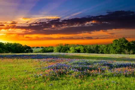 Texas pasture filled with bluebonnets - sky, texas, colorful, summer, field, amazing, fiery, beautiful, pasture, sunrise, bluebonnets, wildflowers