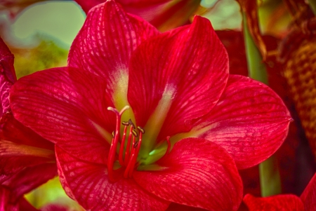 Red Flower - large, macro, Red flower, beauty, closeup