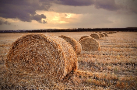 Round Hay Bales - round, nature, landscape, hay, farming, bales, field