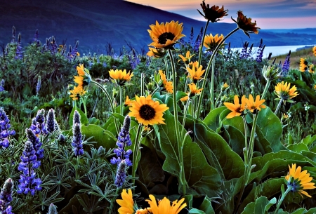 Lupines and Sunflowers - sunflower, nature, sunflowers, lupines, pretty, lupine, flower