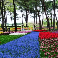 Hitachi Seaside Park, Japan