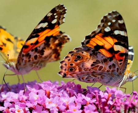 Butterfly Garden, Dubai - wings, insecr, colors, flower