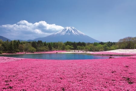 Takinoue Park, Japan - blossoms, volcano, landscape, colors, mountain