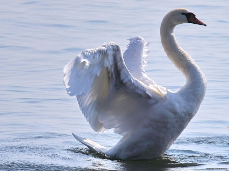 SWAN - wings, water, feathers, waves