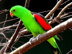 PARROT