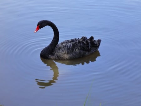 SWAN - WAVES, WINGS, FEATHERS, WATER