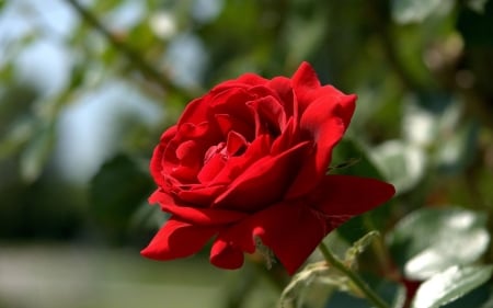 ROSE - red, leaves, petals, stem