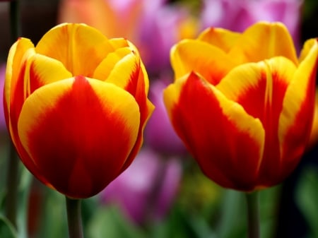 TULIPS - orange, stems, yellow, petals