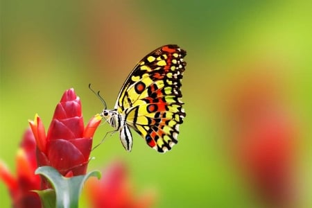 BUTTERFLY - leaves, wings, colors, flowers