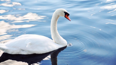 SWAN - wings, water, feathers, waves