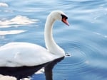 SWAN