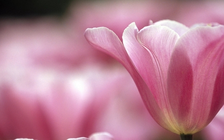 TULIPS - petals, pink, stem, green