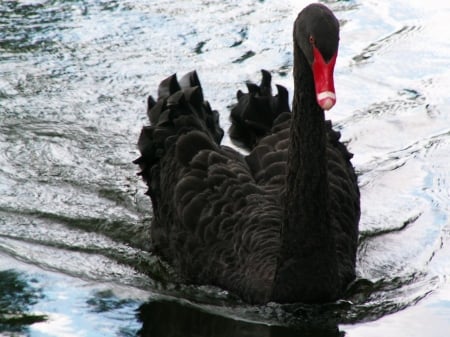 SWAN - wings, water, feathers, waves