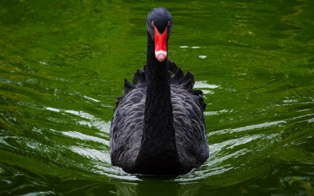 SWAN - wings, water, colors, feathers