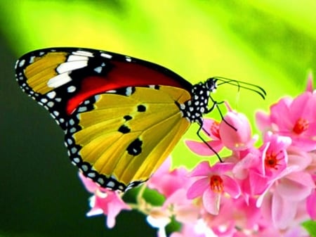 BUTTERFLY - flowers, petals, colors, insect