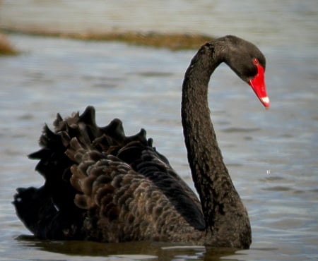 SWAN - wings, water, feathers, waves