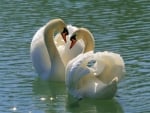 SWANS