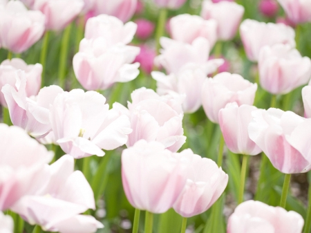 TULIPS - leaves, stems, petals, pink