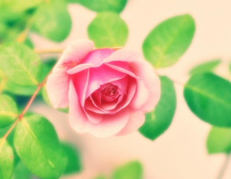 ROSE - leaves, petals, pink, green