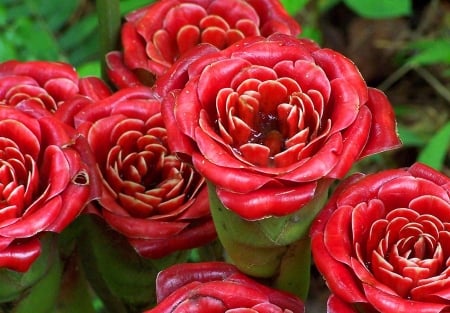 ROSES - red, leaves, petals, green