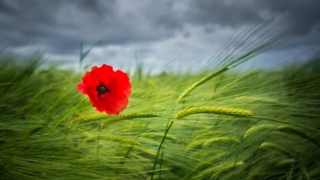 Alone - nature, fields, sky, poppy