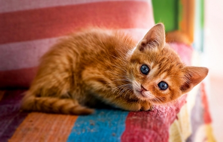 Little Kitten - cute, Animals, Kitten, Cats