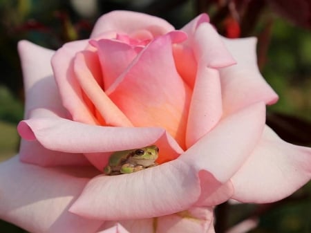 Hiding place for Di - hiding place, green, rose, pink, frog