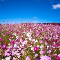 Hitachi Seaside Park, Japan